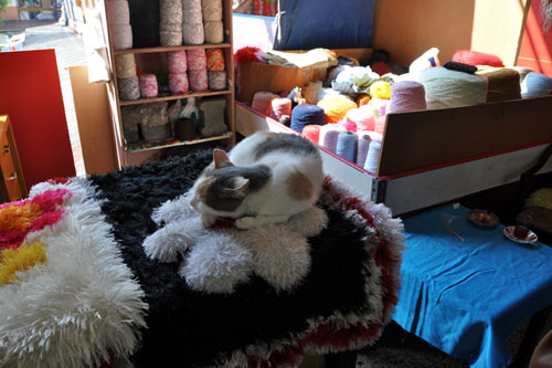 Cat in a yarn shop